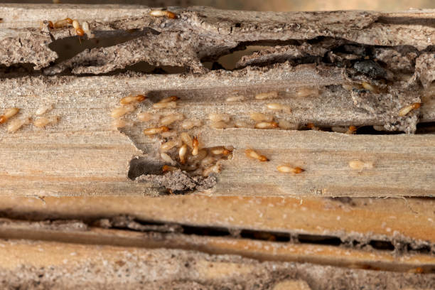  Damascus, MD Pest Control Pros